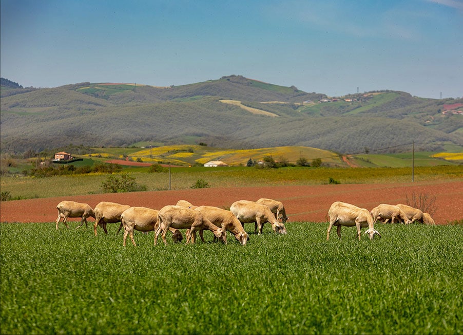 troupeau paturage brebis