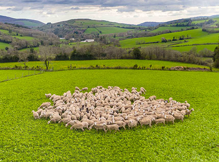 paturage brebis aveyron