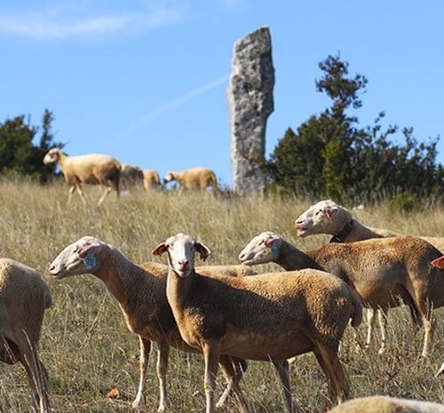 brebis larzac aveyron