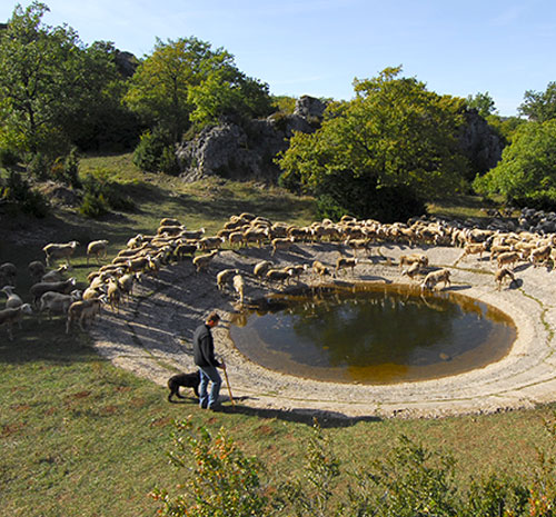 aveyron lavogne troupeau